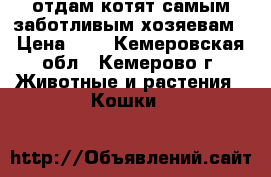 отдам котят самым заботливым хозяевам › Цена ­ 1 - Кемеровская обл., Кемерово г. Животные и растения » Кошки   